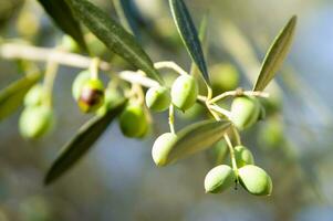 a close up of green olives on a tree photo