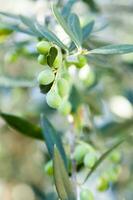 a close up of green olives on a tree photo