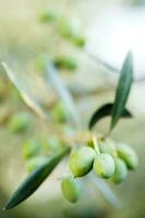 a close up of green olives on a tree photo