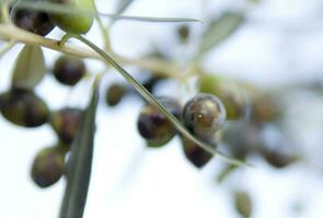 a close up of green olives on a tree photo