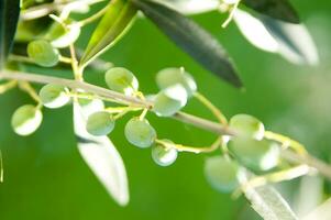 a close up of green olives on a tree photo