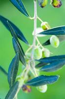 a close up of green olives on a tree photo