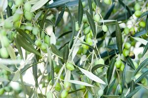 a close up of green olives on a tree photo