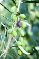a close up of green olives on a tree photo
