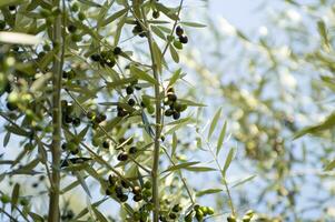 a close up of green olives on a tree photo