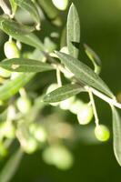 a close up of green olives on a tree photo