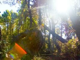 Details of a pine forest in the Mediterranean area photo