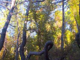 Details of a pine forest in the Mediterranean area photo