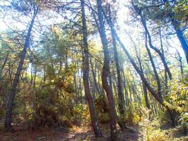 Details of a pine forest in the Mediterranean area photo