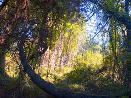 detalles de un pino bosque en el Mediterráneo zona foto