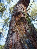 Details of a pine forest in the Mediterranean area photo