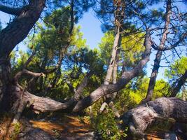 Details of a pine forest in the Mediterranean area photo