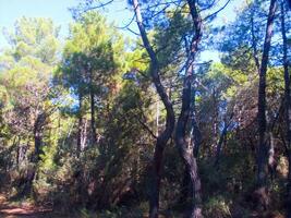 Details of a pine forest in the Mediterranean area photo