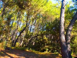 detalles de un pino bosque en el Mediterráneo zona foto