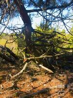 Details of a pine forest in the Mediterranean area photo