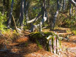 Details of a pine forest in the Mediterranean area photo