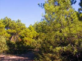 Details of a pine forest in the Mediterranean area photo