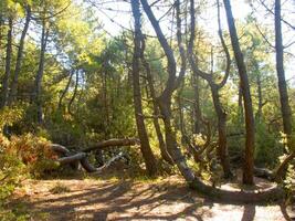 Details of a pine forest in the Mediterranean area photo