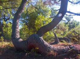 detalles de un pino bosque en el Mediterráneo zona foto