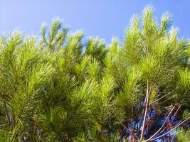 Details of a pine forest in the Mediterranean area photo