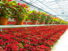 The intensive cultivation of the poinsettia photo