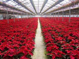 The intensive cultivation of the poinsettia photo