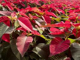 The intensive cultivation of the poinsettia photo