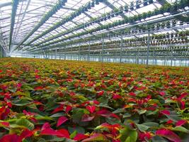 The intensive cultivation of the poinsettia photo