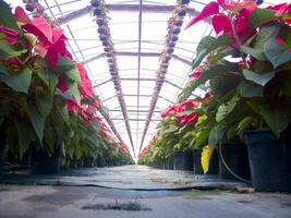 The intensive cultivation of the poinsettia photo