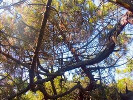 Details of a pine forest in the Mediterranean area photo