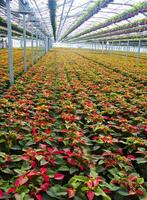 The intensive cultivation of the poinsettia photo