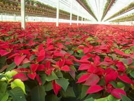 el intensivo cultivo de el flor de pascua foto