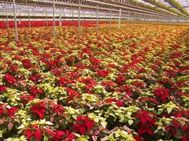 The intensive cultivation of the poinsettia photo