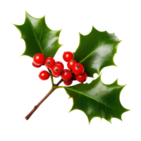 Sprig of European holly isolated png