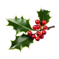 Sprig of European holly isolated png