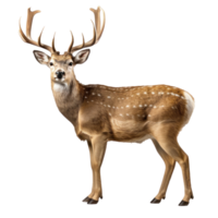 Cute Christmas deer isolated png