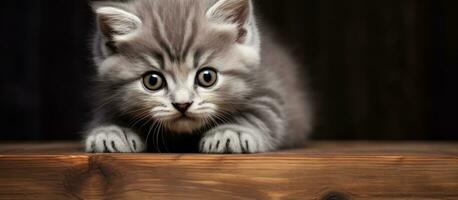 A lovely female kitten with a gray coat is seen resting its paws on a wooden board. perfect for photo