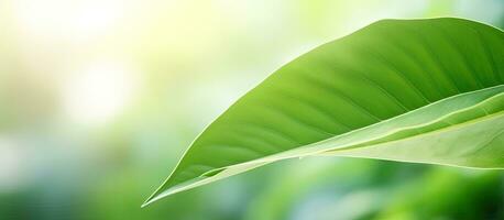 A close-up photograph of a beautiful green leaf with a blurred background of greenery in a garden, photo