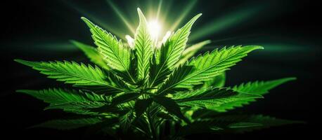 Close-up of a marijuana leaf on a black background with sunlight and a glowing effect. It is a photo