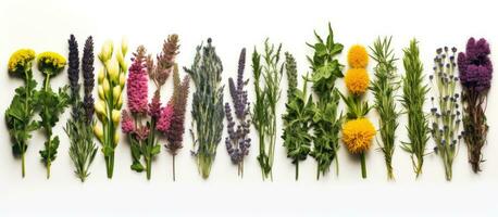 un colección de medicinal hierba racimos arreglado en un fila es visto en un blanco antecedentes en un De arriba hacia abajo foto