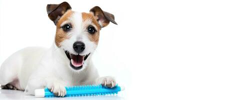 un inteligente Jack Russell terrier perro es participación un azul cepillo de dientes en sus boca en un blanco antecedentes. foto