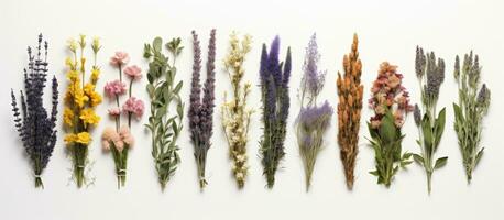 A collection of medicinal herb bunches arranged in a row is seen on a white background in a top-down photo