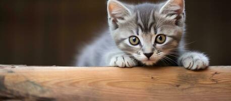 un encantador hembra gatito con un gris Saco es visto descansando sus patas en un de madera tablero. Perfecto para foto