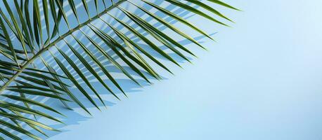 Palm leaf shadow on a light blue background. Simple summer tropical concept with room for text photo