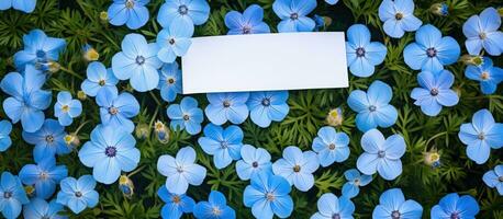 un saludo tarjeta con un azul flor modelo en un fondo, desplegado en un plano laico con Copiar foto