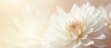 A blurred background with a white chrysanthemum. text space available. photo