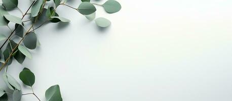 The picture features fresh eucalyptus branches placed on a light grey background. The composition photo