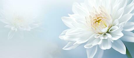 A blurred background with a white chrysanthemum. text space available. photo