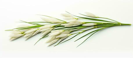 Ears of Paddy Jasmine Rice are isolated on a white background, providing copy space. photo