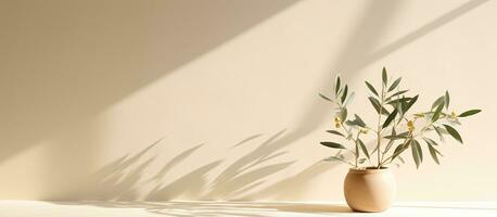 Modern minimal summer scene with an olive tree branch in the sunlight casting long shadows on photo
